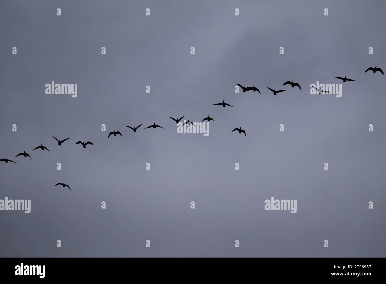 A flock of birds soaring through the gloomy sky Stock Photo - Alamy