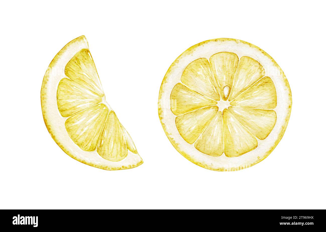 Watercolor fruit lemon slices isolated on white background. Hand drawn ...