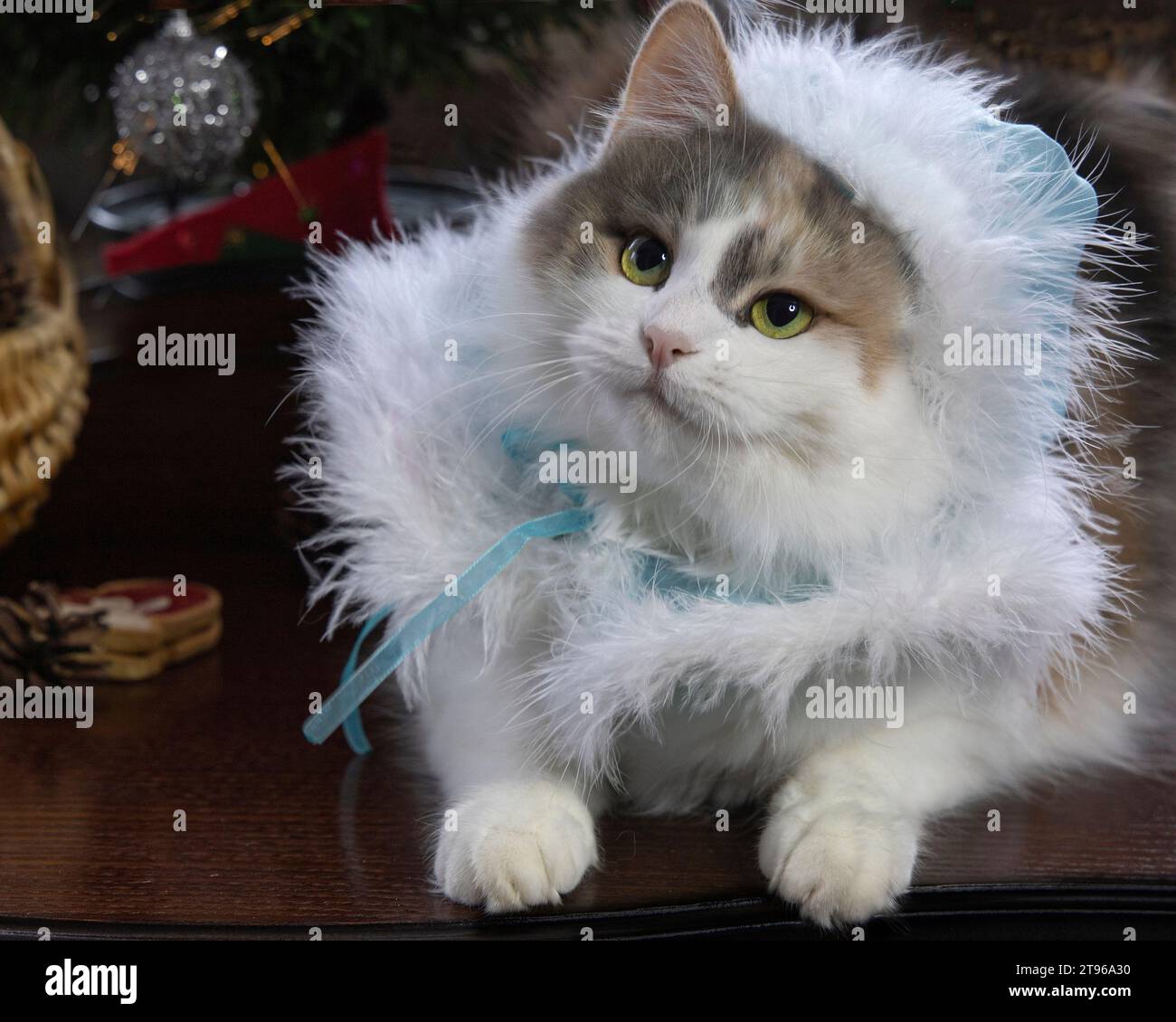 Portrait of a charming cat in the costume of the Snow Maiden Stock Photo