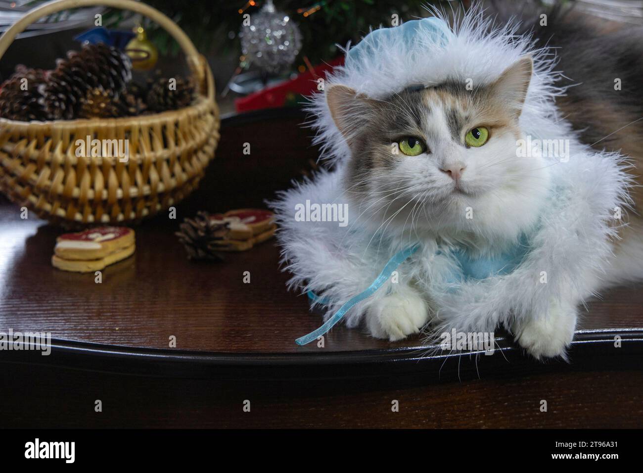 Portrait of a charming cat in the costume of the Snow Maiden Stock Photo