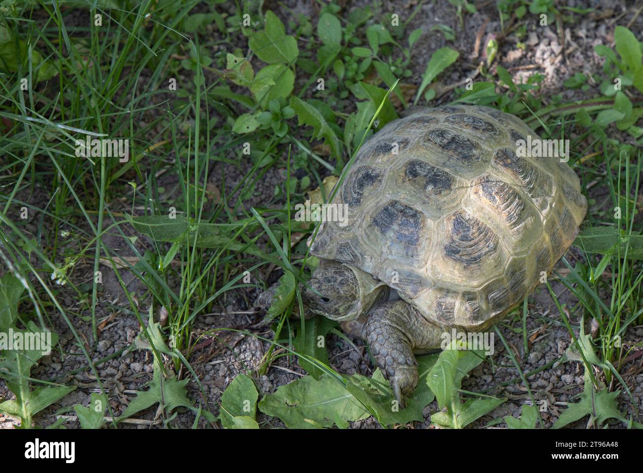 Central Asian sand turtle in an aviary Stock Photo