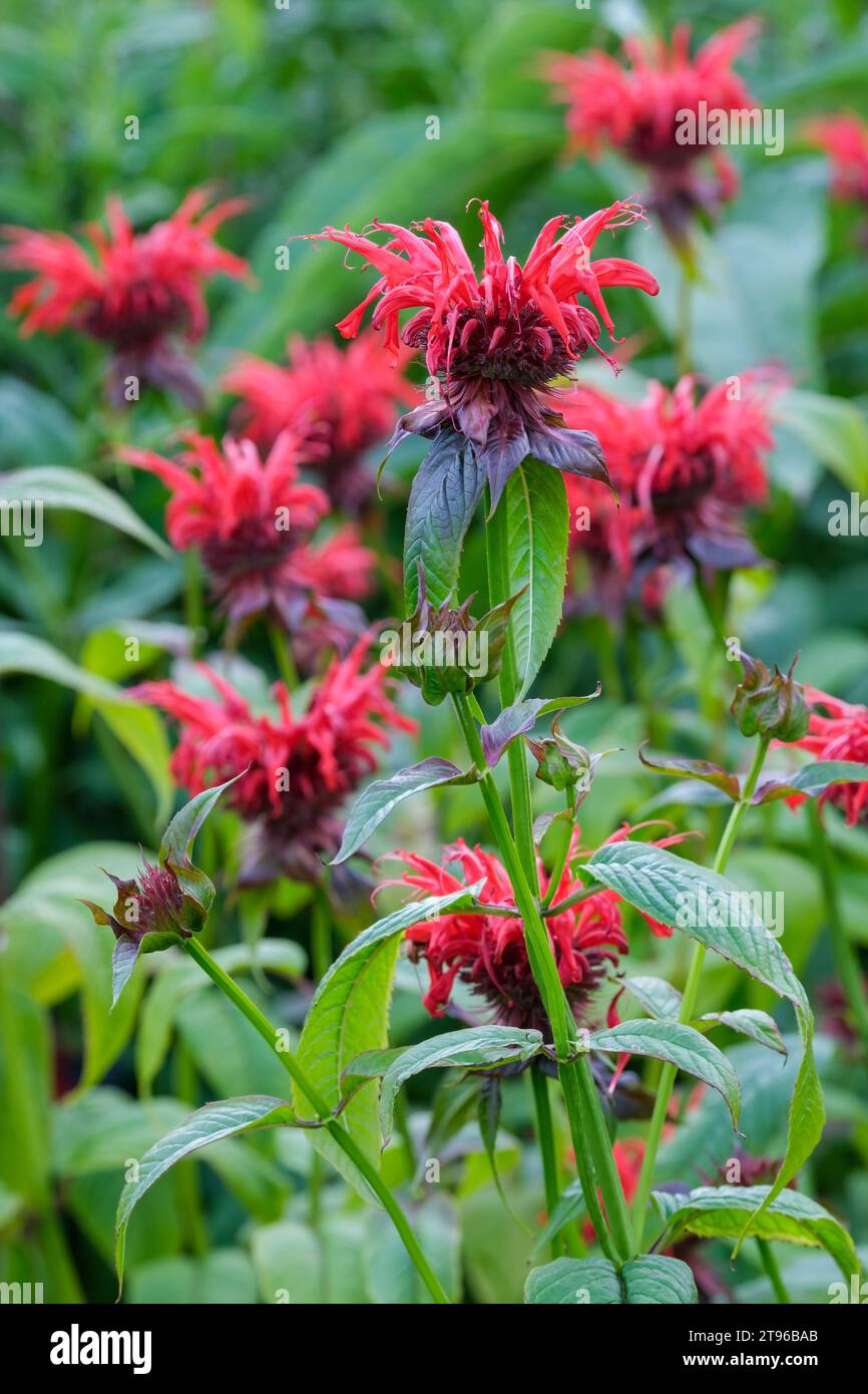 Monarda Gardenview Scarlet, Monarda Gardenview Red, bright red flowers above pink-tipped, pale green bracts which age to bronze Stock Photo