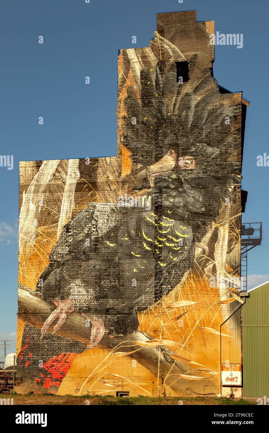 Redtailed Black Cockatoo Silo Art by Smug, Horsham, Victoria, Australia Stock Photo Alamy