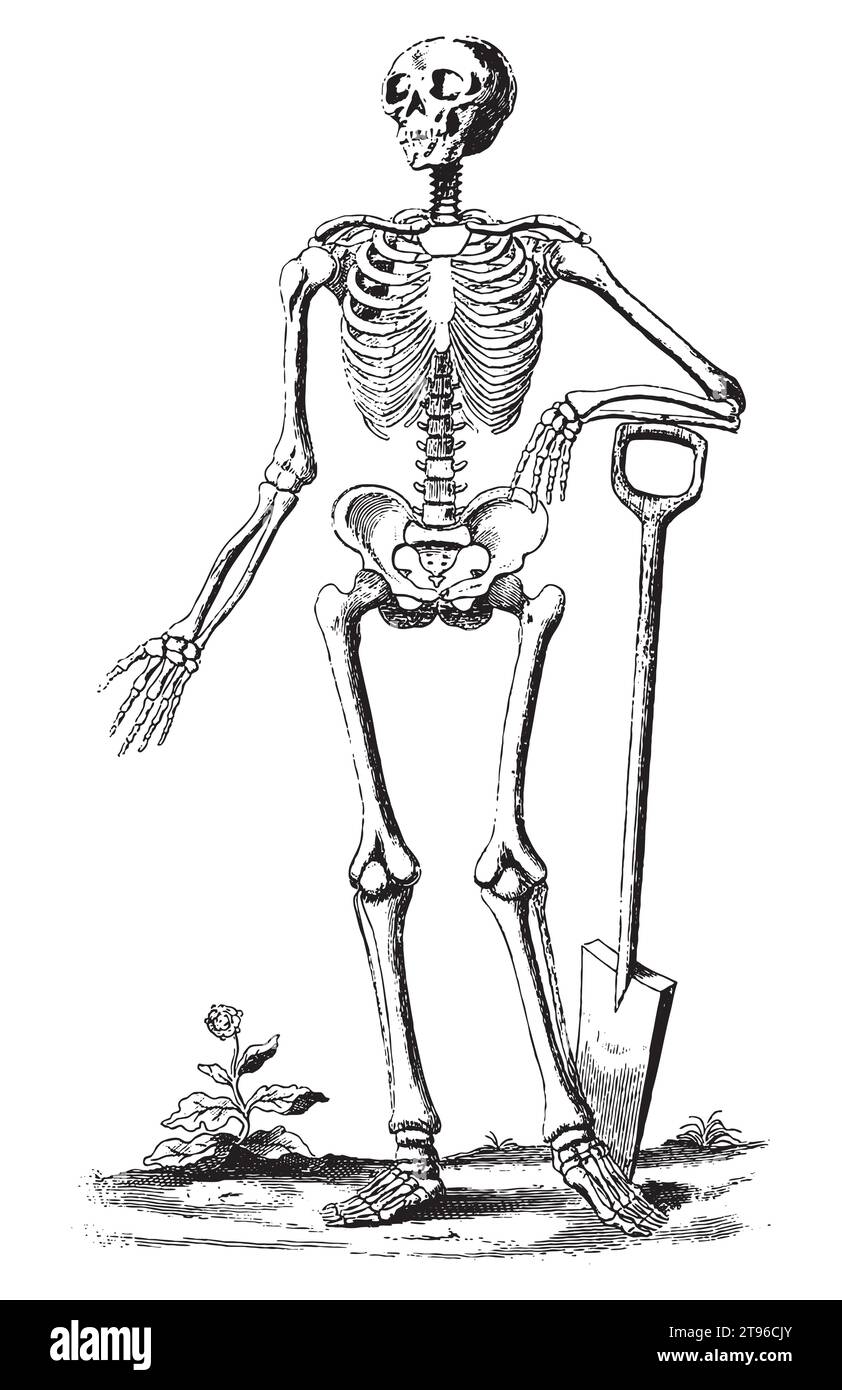 Vintage engraving style vector illustration of a human skeleton with a shovel Stock Vector