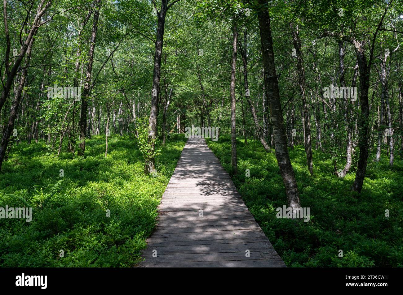 Wooden path in  the Carpathian birch forest   ( Betula carpatica )   in the red moor in the high Rhön, Hesse, Germany Stock Photo