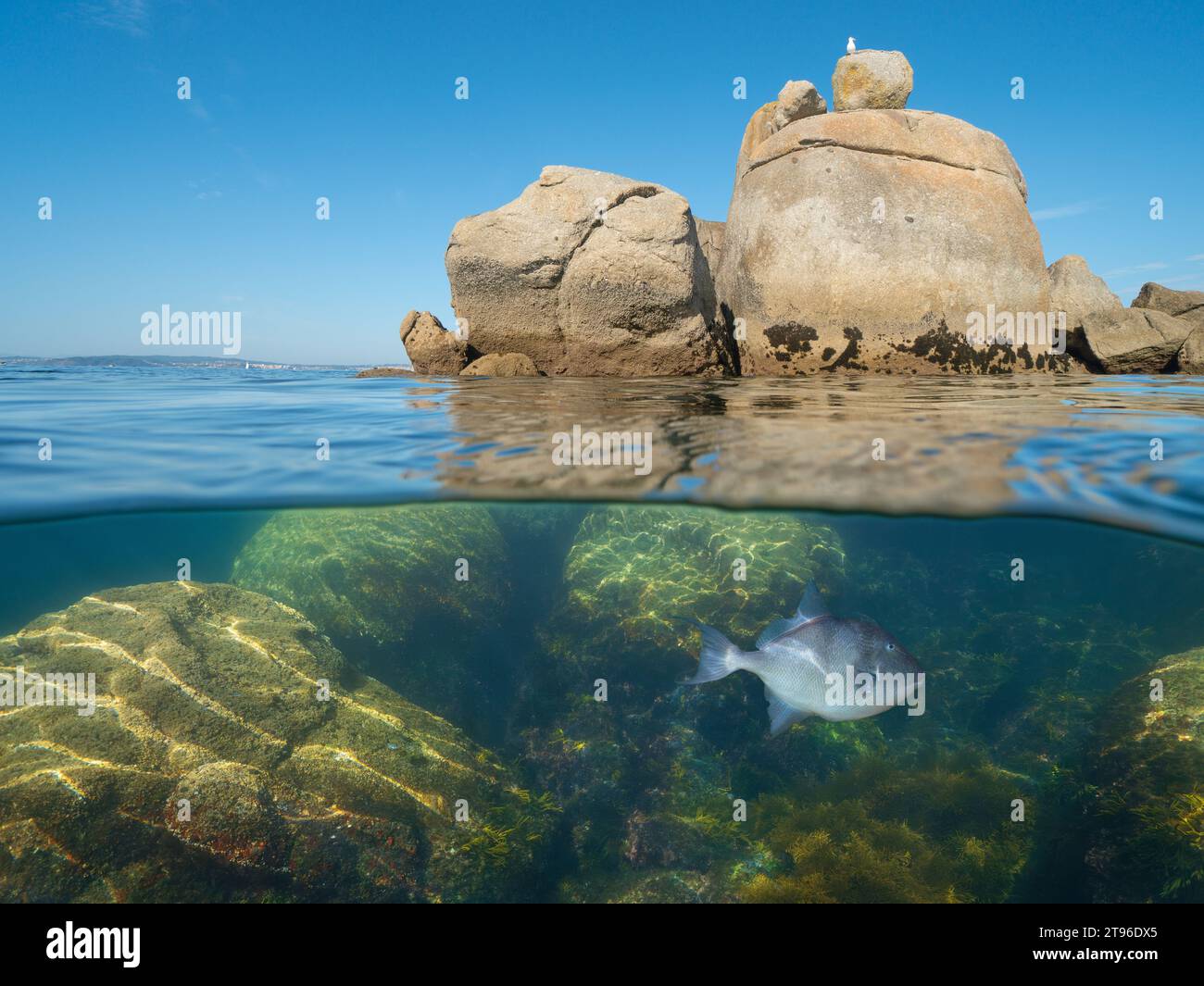Boulders in the Atlantic ocean with a triggerfish underwater, natural scene, split view over and under water surface, Spain, Galicia, Rias Baixas Stock Photo