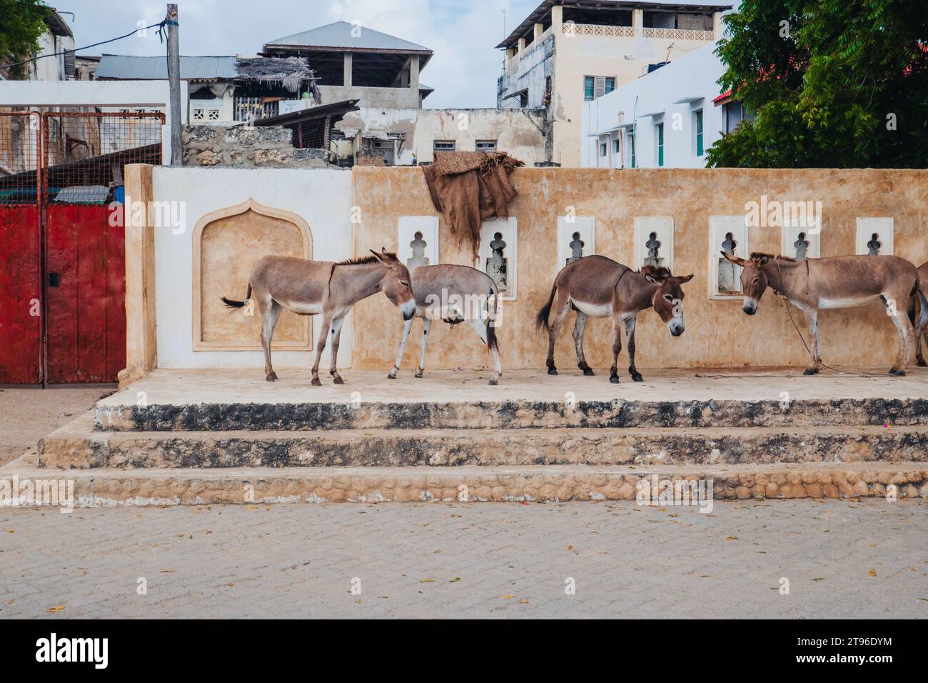 A herd of donkeys at Lamu Donkey Sanctuary in Lamu Isand, Kenya Stock