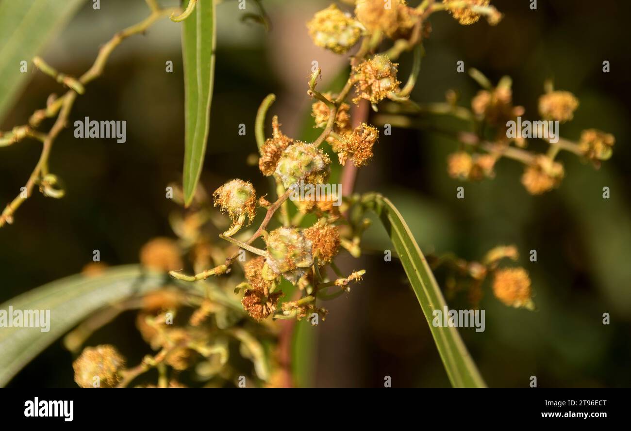 Dying flowers of Australian Zigzag Wattle (Acacia macradenia) in