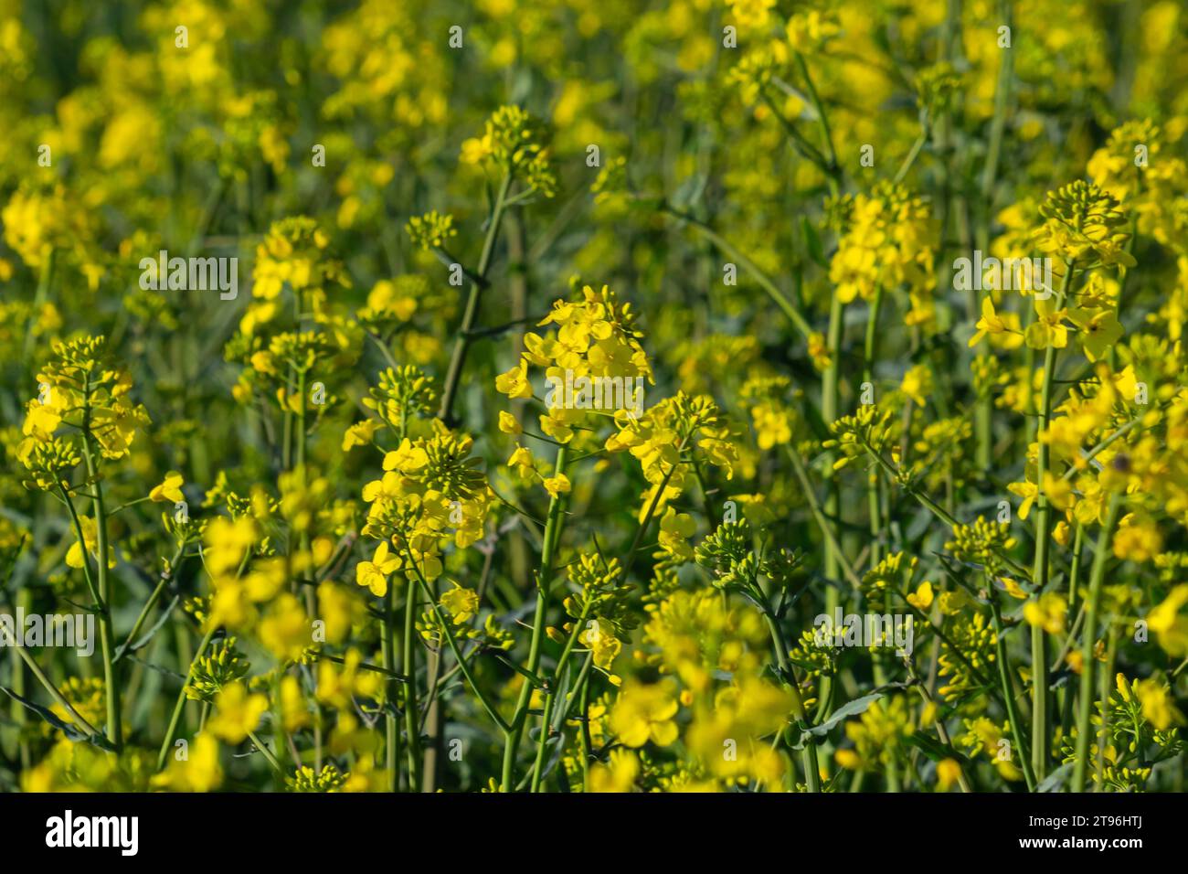 The rapeseed field blooms with bright yellow flowers on blue sky in Ukraine. Closeup. Stock Photo