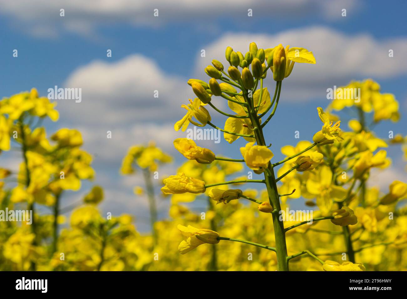 The rapeseed field blooms with bright yellow flowers on blue sky in Ukraine. Closeup. Stock Photo
