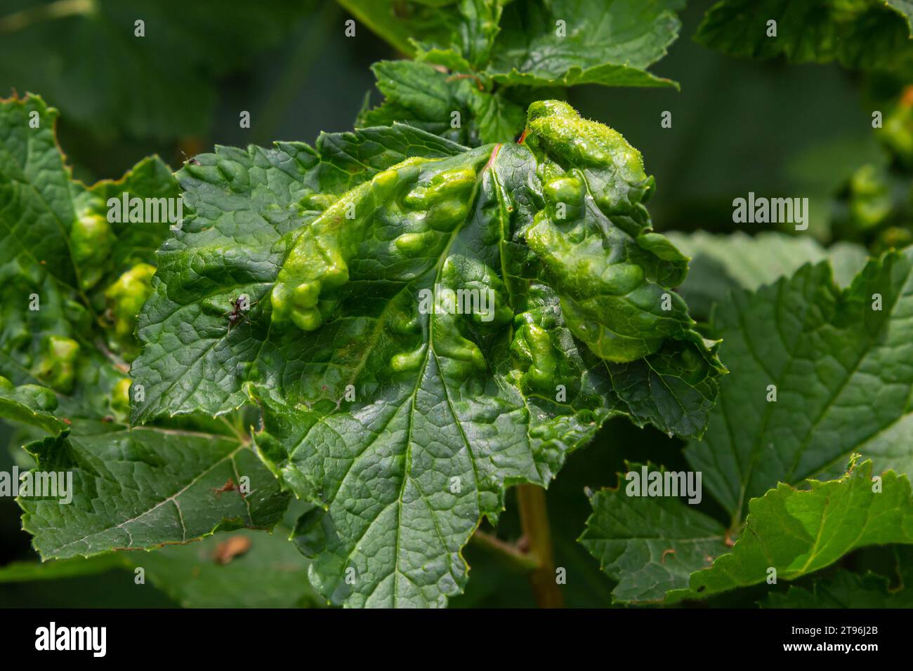 Disease of red and white currants, infection with Gallic aphids