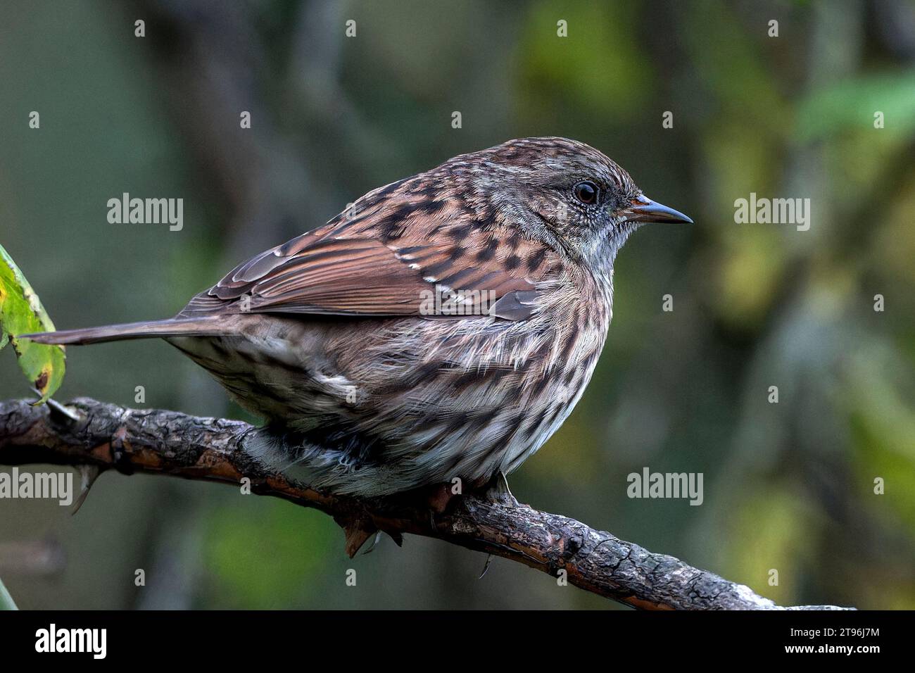 Dunnock, Prunella Modularis, showing very fine detail in the feathers and vivid colours. Stock Photo