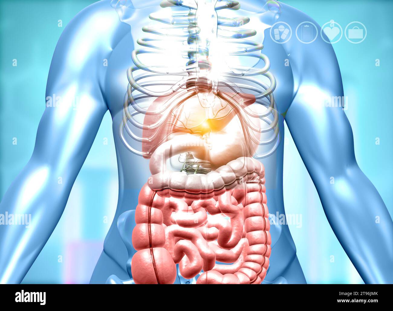 Human body with digestive system on medical background. 3d illustration ...