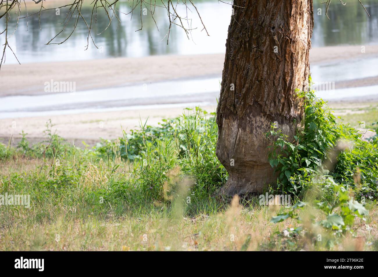 Biber, Europäischer Biber, Fraßspur vom Biber, Biber hat Baum angenagt ...