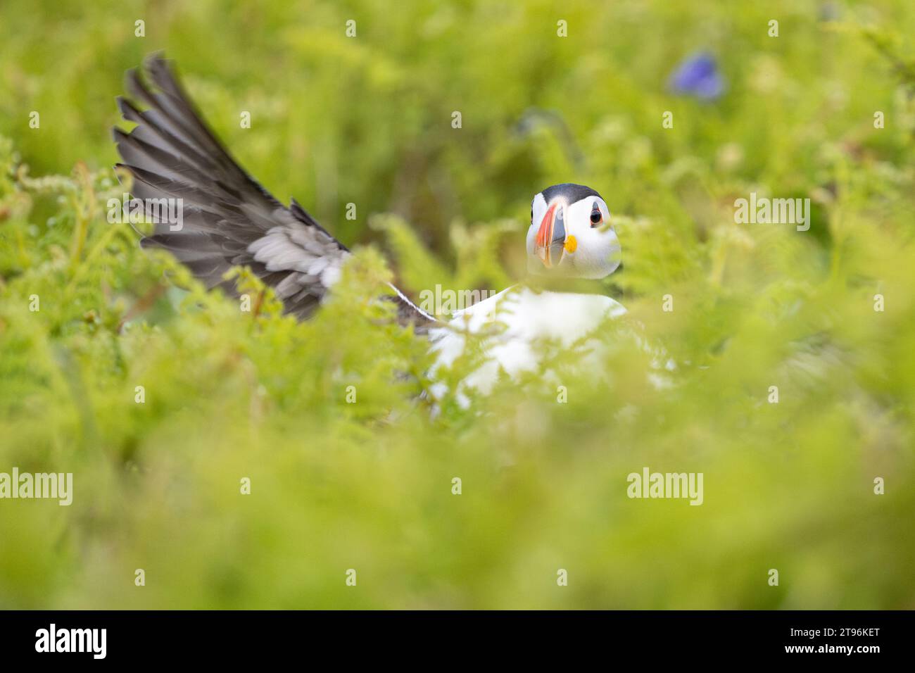Puffin crash landing in ferns on Skomer Island, Stock Photo