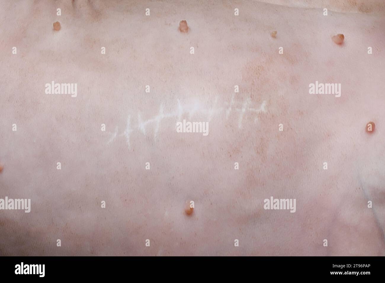 Animal stomach with suture scar after neutering surgery close up Stock