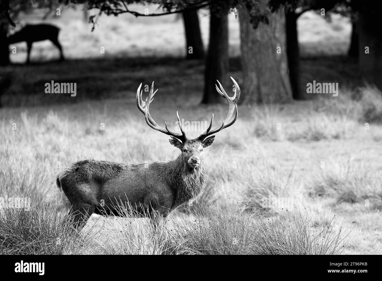 Stag animal Black and White Stock Photos & Images - Alamy