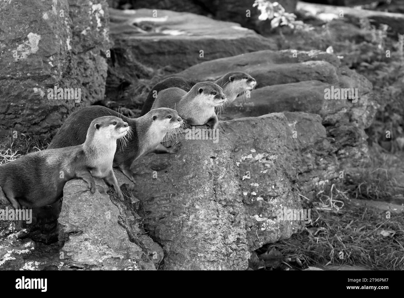 Asian Small-Clawed Otters Stock Photo - Alamy