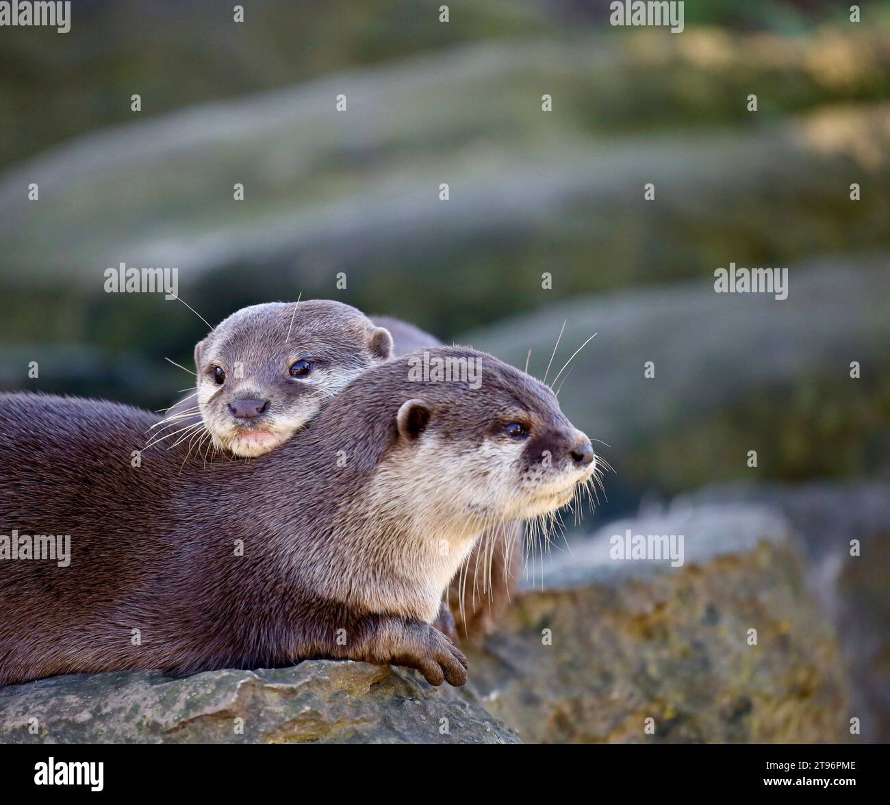 Asian Small-Clawed Otters Stock Photo - Alamy