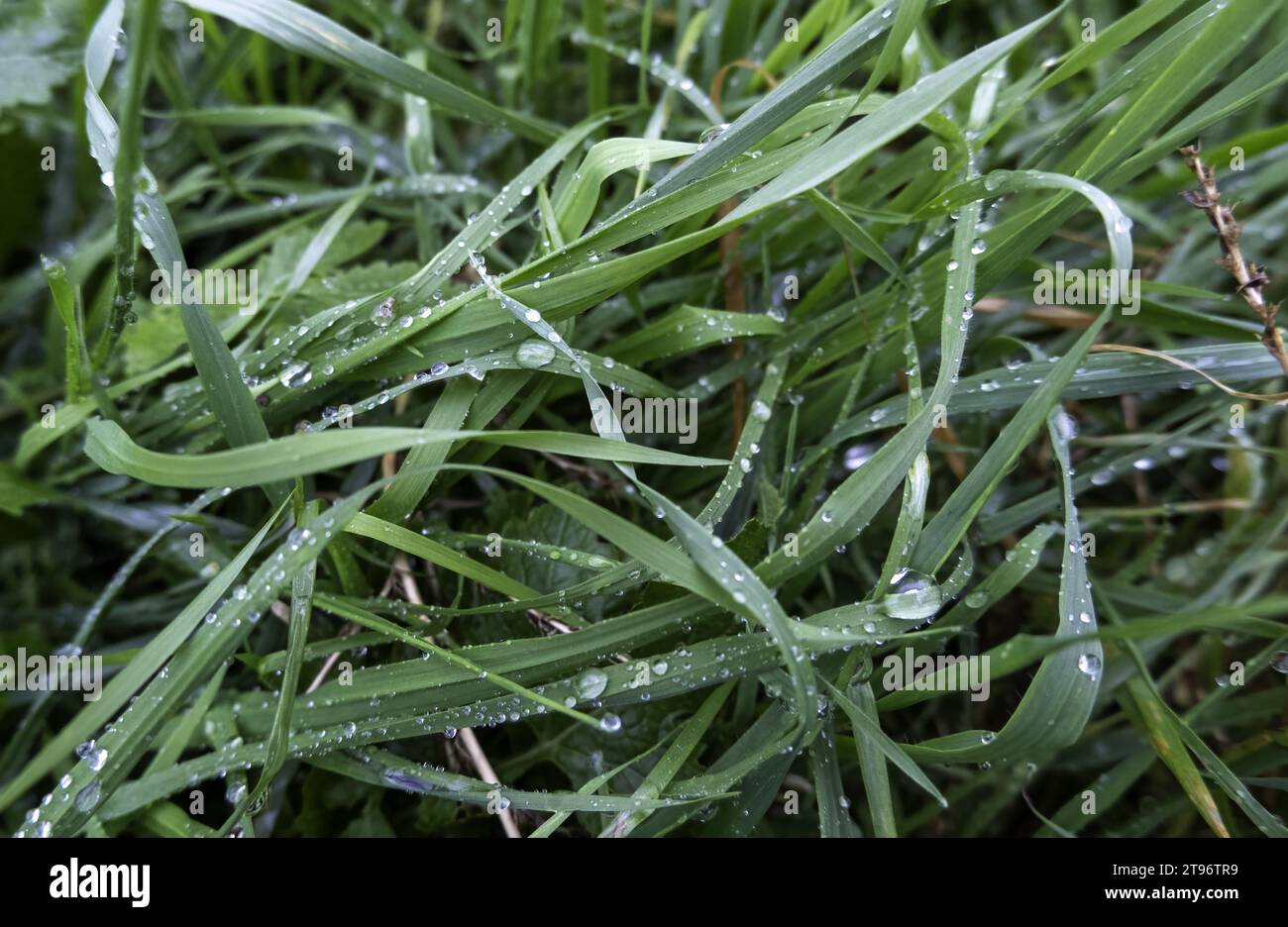 Detail of wet green grass in a forest in nature, rainy day in autumn Stock Photo