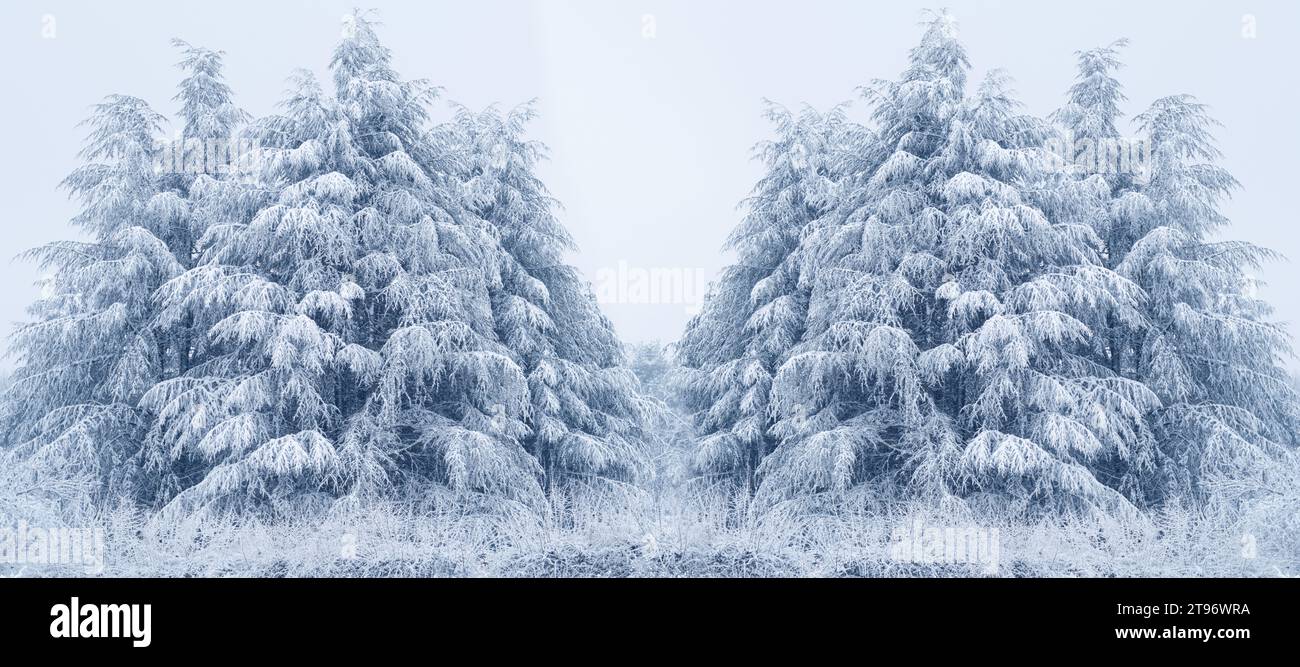 Branches pine tree covered hi-res stock photography and images - Alamy