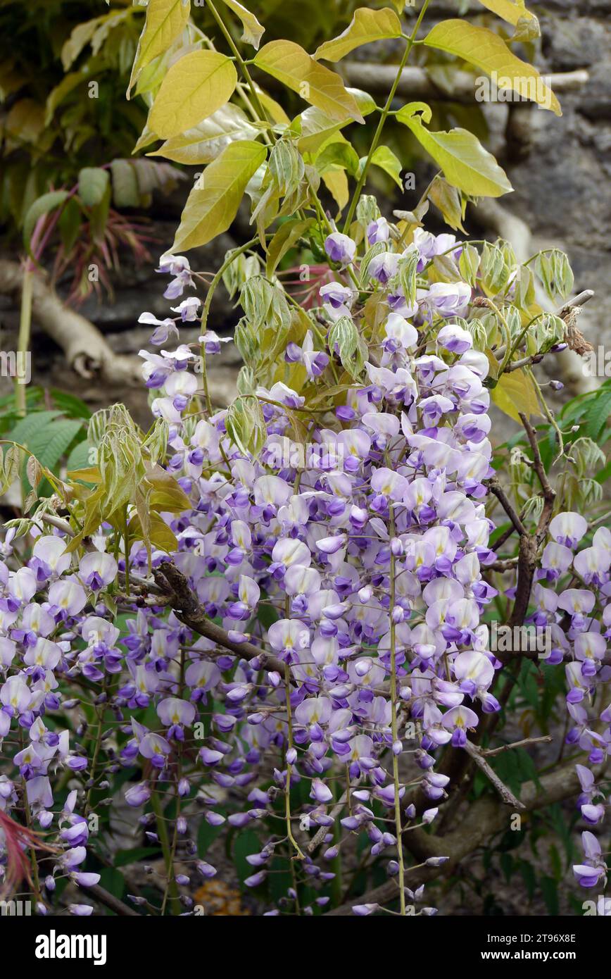 Purple Wisteria Flowers Climbing on the walls at Levens Hall & Gardens, Kendal, Lake District