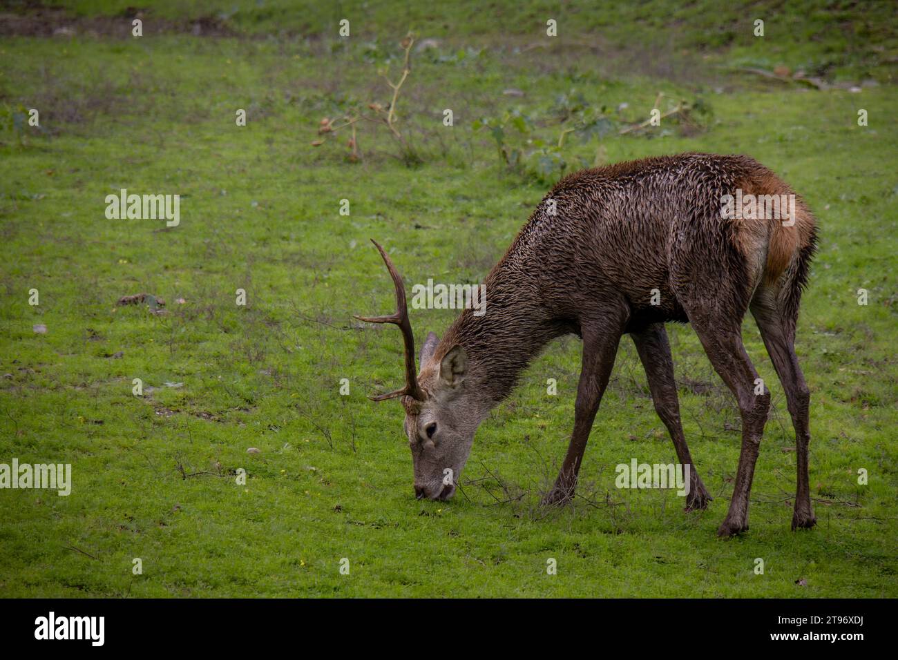 Ciervo macho con un solo cuerno, comiendo hierba en el Parque Nacional de Monfragüe, Cáceres, España Stock Photo