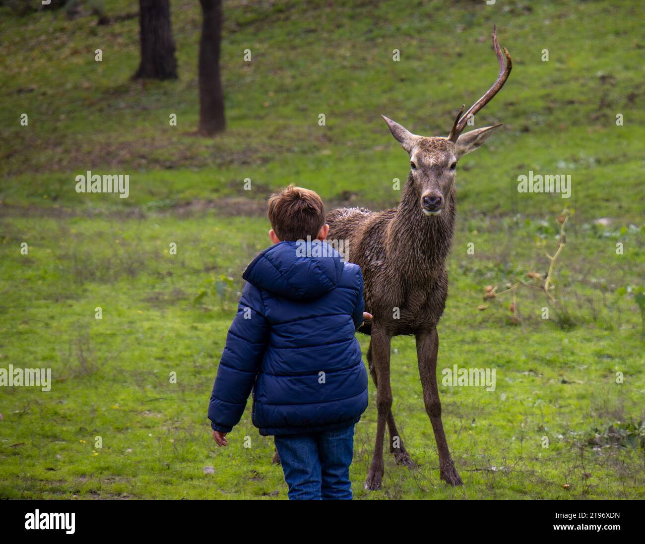 Ciervo macho con una sola asta muy cerca de un niño y mirándolo fijamente. Parque Nacional de Monfragüe, Cáceres, España Stock Photo