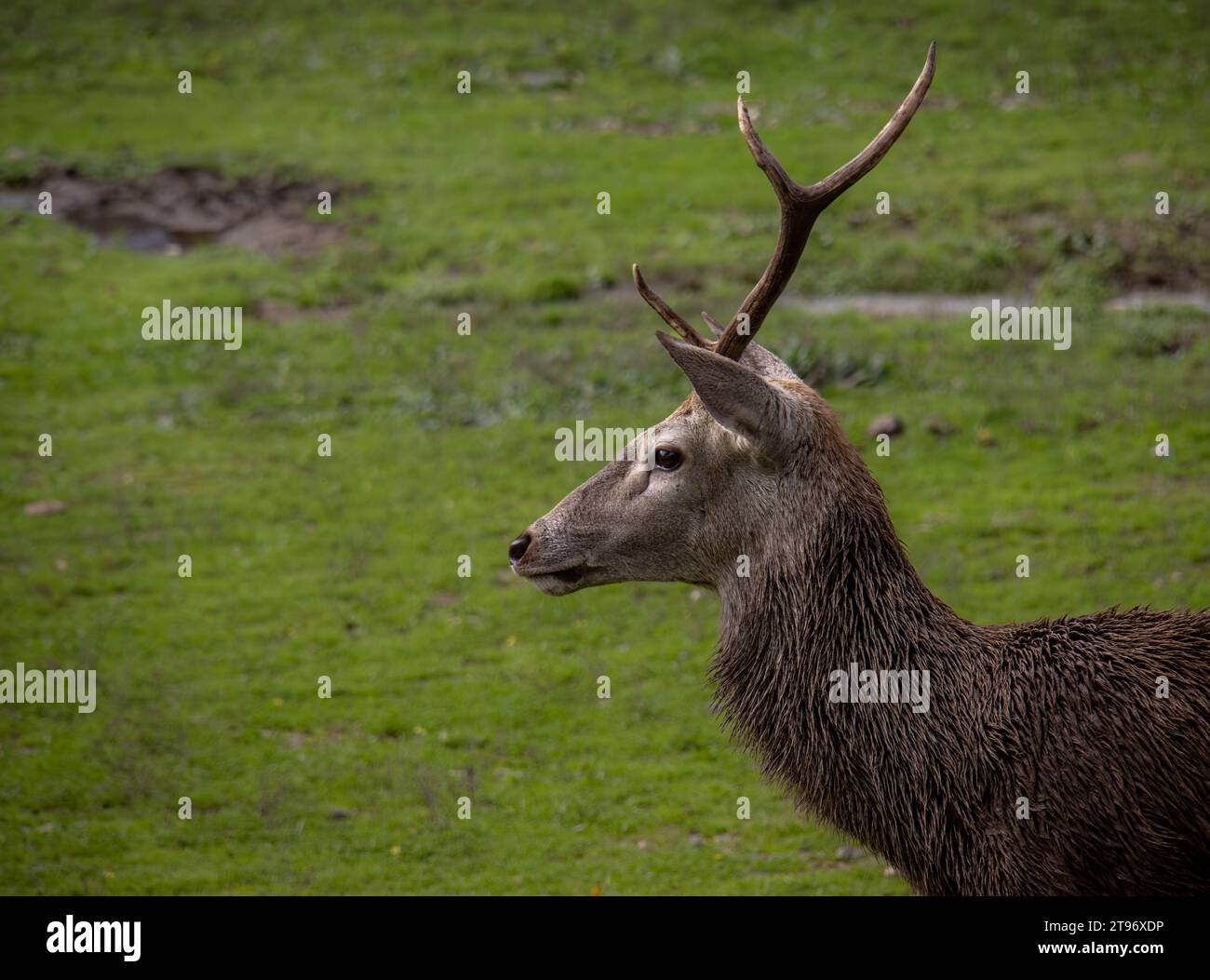 Retrato de un ciervo macho con una sola asta en el Parque Nacional de Monfragüe, Cáceres, España Stock Photo