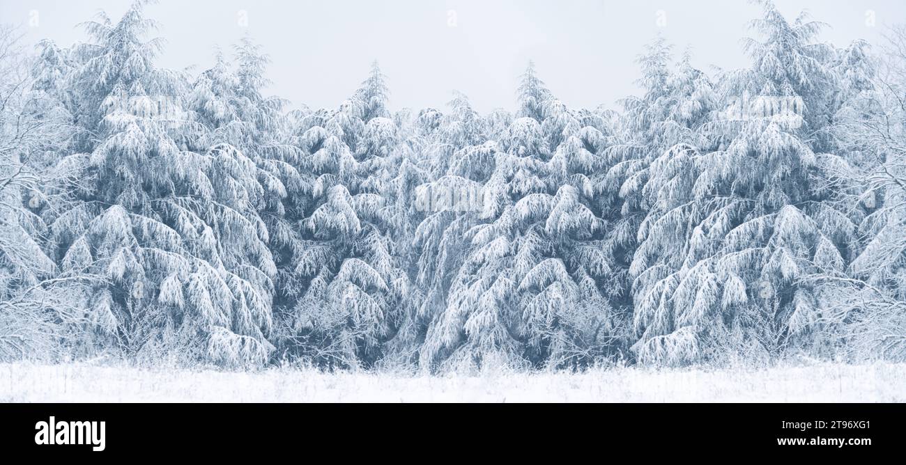 Beautiful snow covered tree branches hi-res stock photography and ...