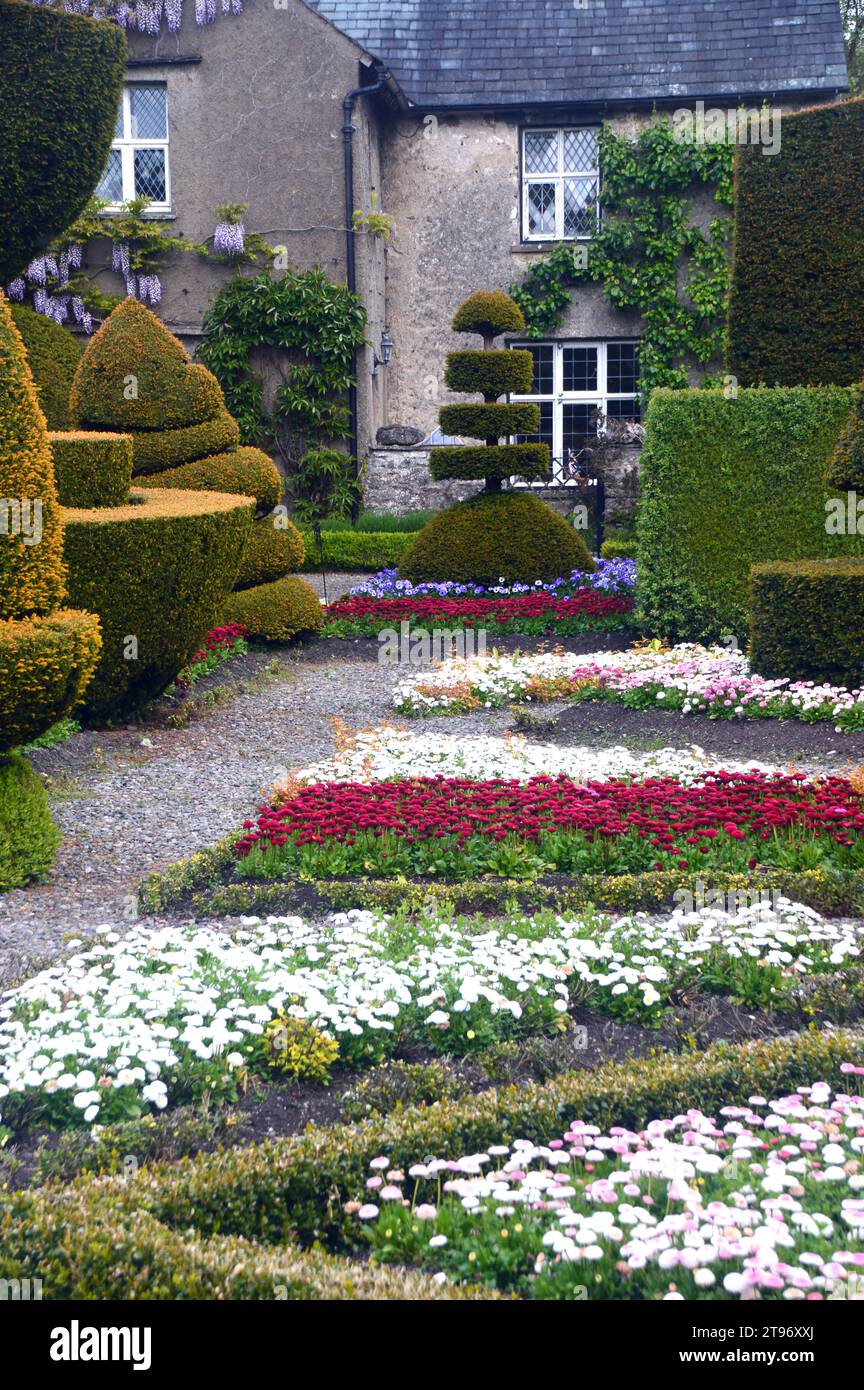 Multi-coloured Flowerbeds of 'Bellis Perennis' (Daisies) amongst the ...