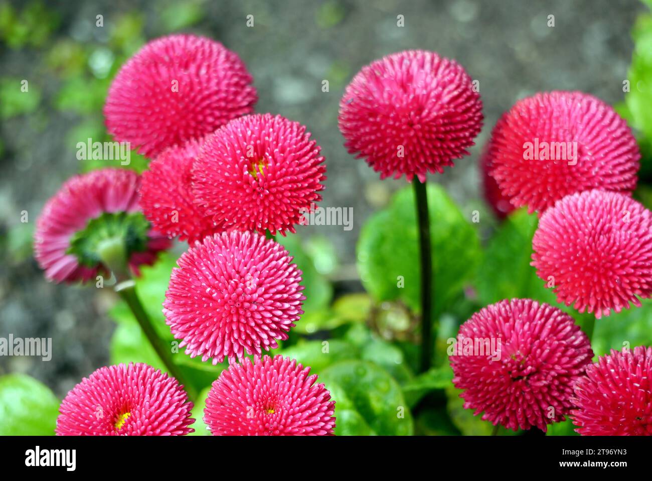 Red 'Bellis Perennis' 'Pomponette' (English Daisy) in the Borders at Levens Hall & Gardens, Kendal, Lake District National Park. Cumbria, UK. Stock Photo