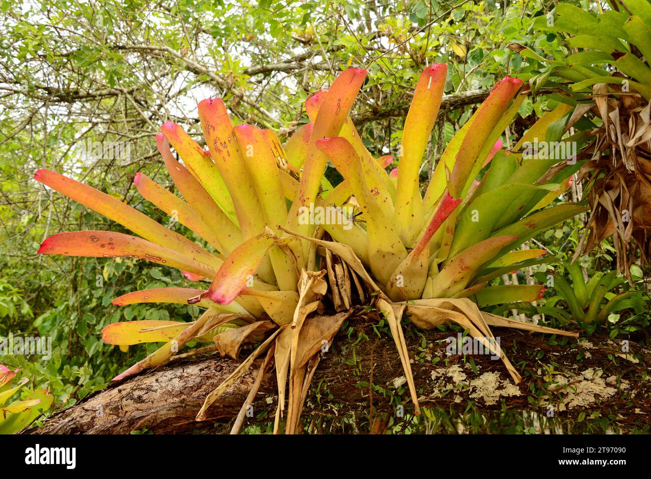 Epiphytes bromeliads (Aechmea nudicaulis) in the rainforest near Paraty (Brazil). Stock Photo