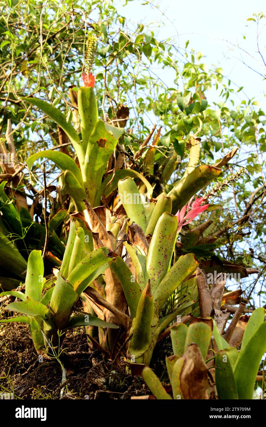 Epiphytes bromeliads (Aechmea nudicaulis). Rainforest near Paraty, Brazil. Stock Photo