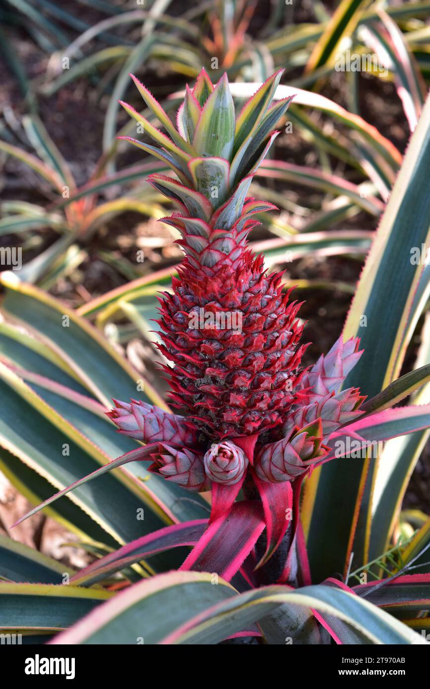 Red pineapple (Ananas bracteatus) is an ornamental plant. This photo was taken in Brazil. Stock Photo