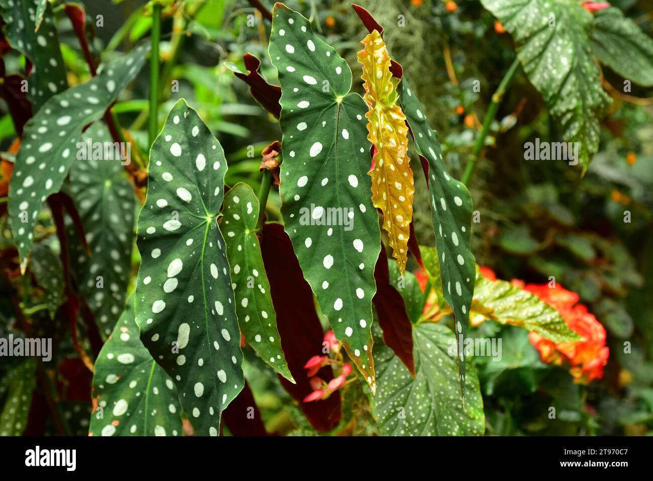 Begonia (Begonia coccinea) is an ornamental plant with beautiful leaves. Stock Photo