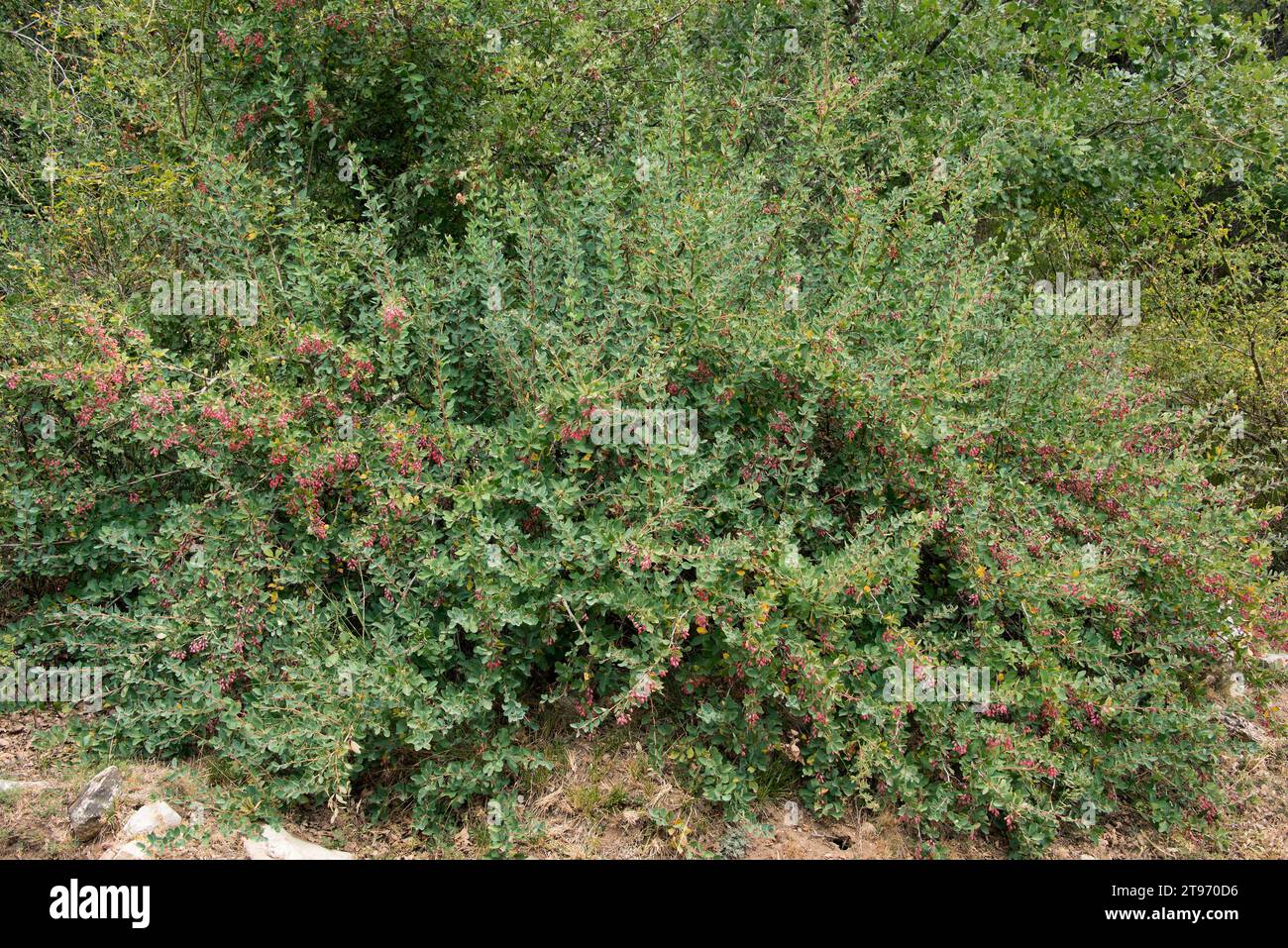 European barberry (Berberis vulgaris) is a thorny shrub with edible berries. This photo was taken in Montaña Palentina, Palencia province, Castilla y Stock Photo