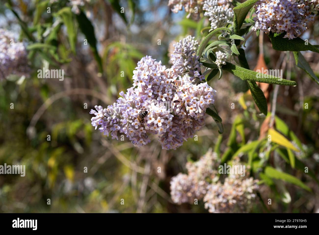 Sage bush or sagewood (Buddleja salviifolia) is a shrub endemic to eastern Africa. Stock Photo