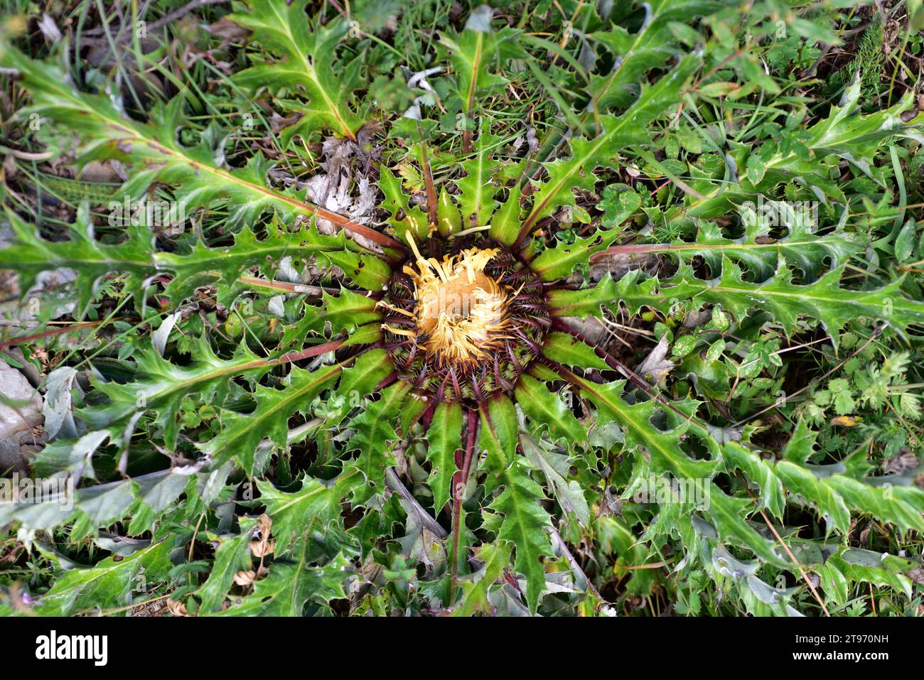 Carline thistle (Carlina acanthifolia cynara) is a biannual plant with thorny leaves. This photo was taken in Montgarri, Pallars Sobira, Lleida, Catal Stock Photo