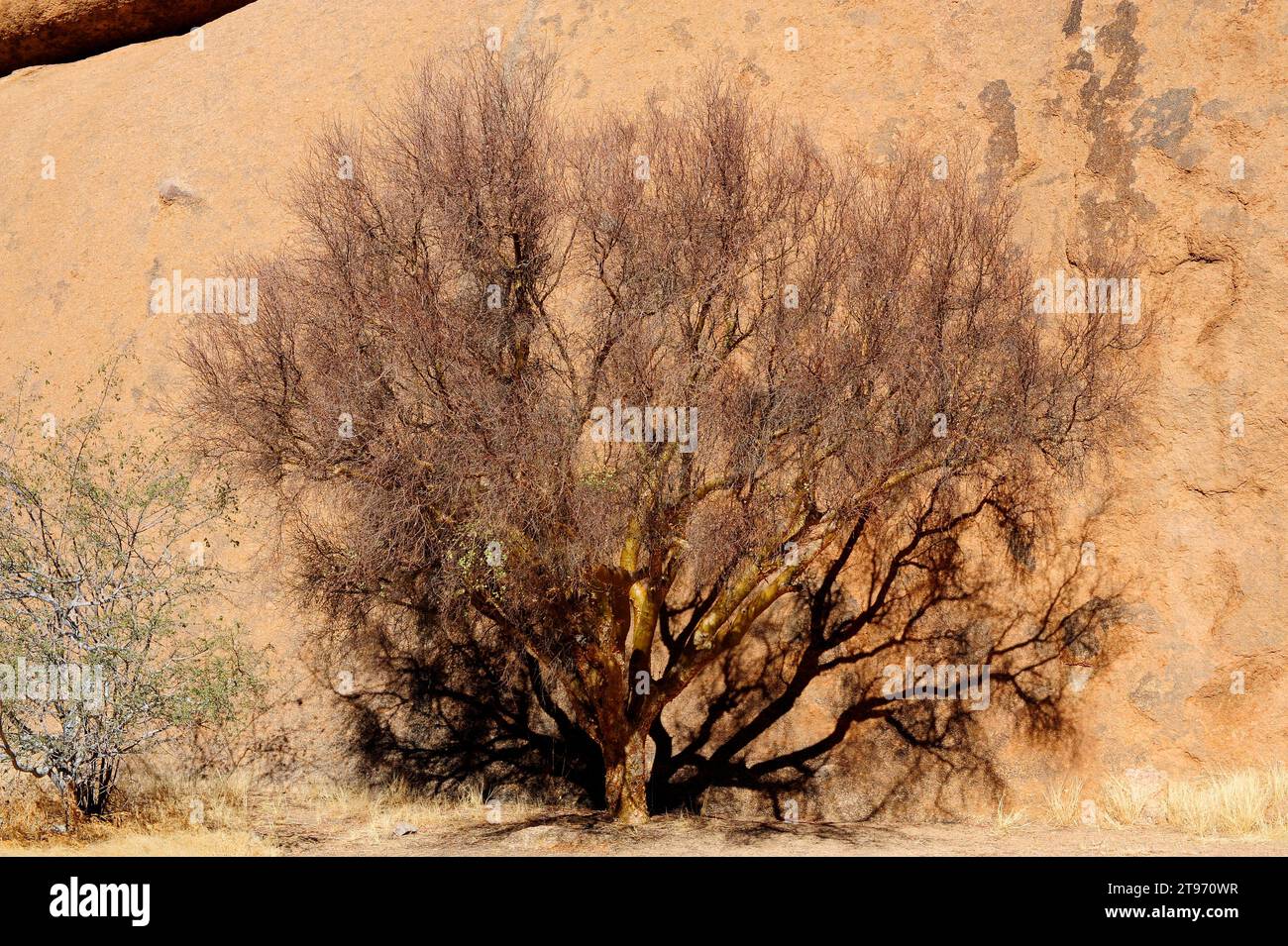 Blue-leaved corkwood (Commiphora glaucescens) is a little deciduous tree of the Burseraceae family. This photo was taken in Spitzkoppe, Namibia. Stock Photo
