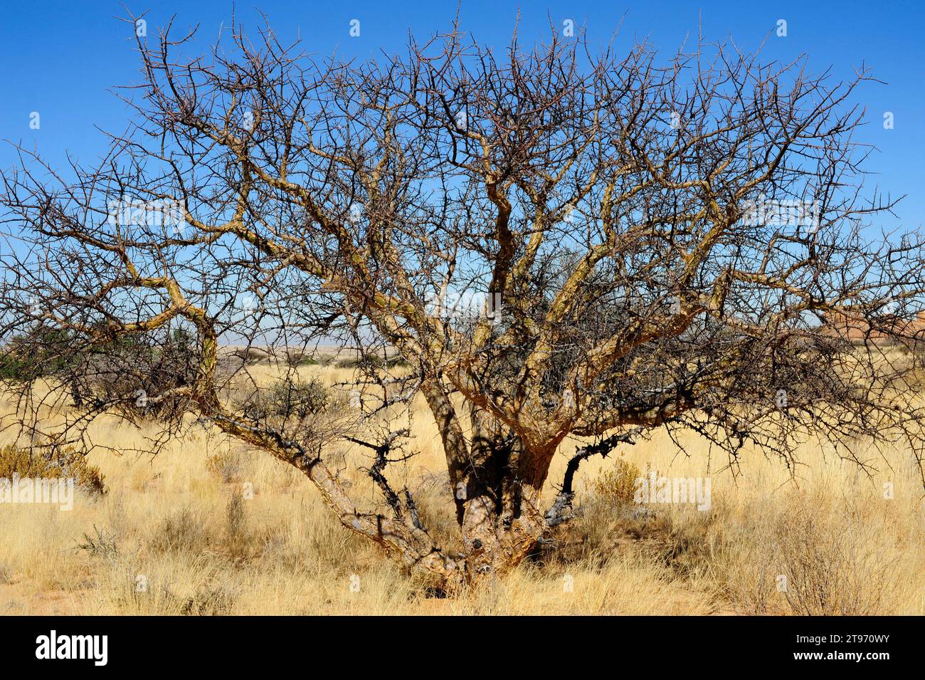 Blue-leaved corkwood (Commiphora glaucescens) is a little deciduous tree of the Burseraceae family. This photo was taken in Spitzkoppe, Namibia. Stock Photo