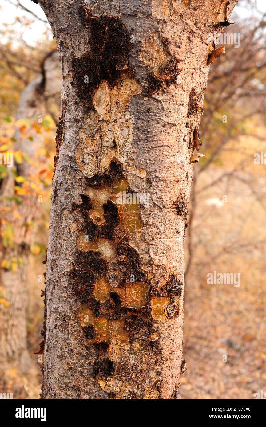 Namibian myrrh (Commiphora wildii) is a little deciduous tree that produces a resine (onumbiri)with aromatic, culinary and medicinal uses. Bark detail Stock Photo