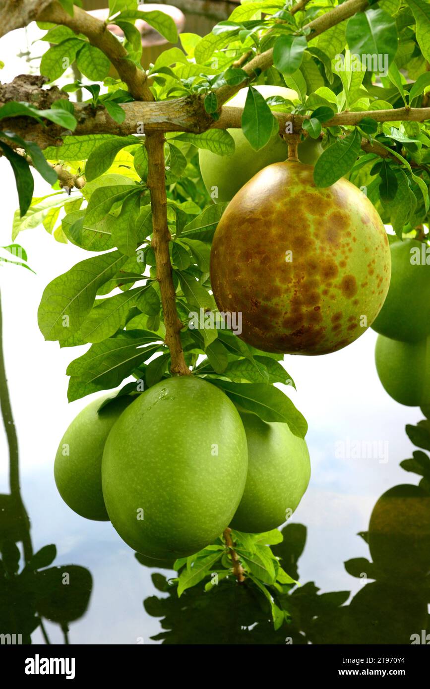 Calabash tree or cuite (Crescentia cujete) is a tree that produce very big fruits nameds bule, guaje, jicara or tecomate. The fruits are used to make Stock Photo