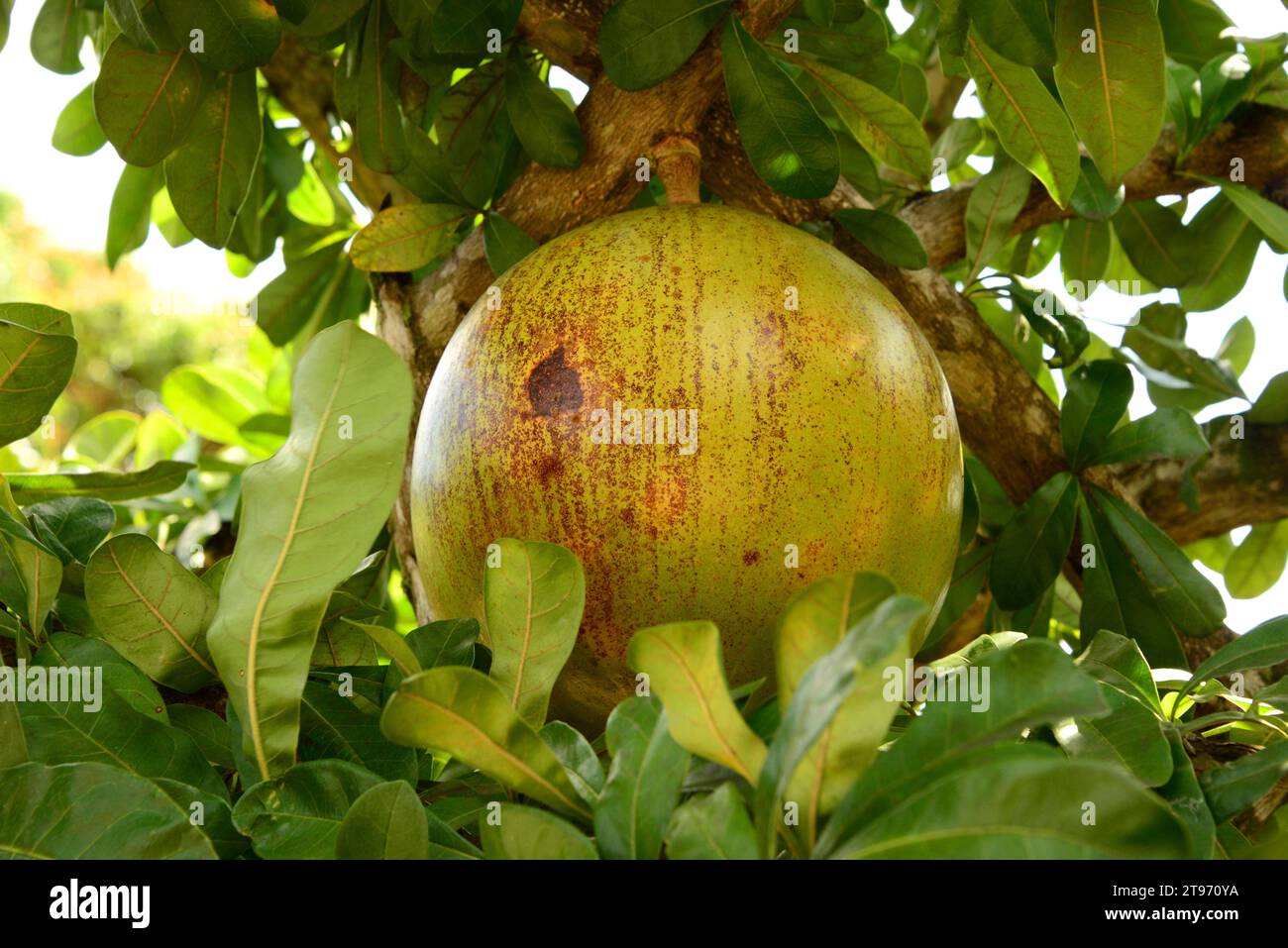 Calabash tree or cuite (Crescentia cujete) is a tree that produce very big fruits calleds bule, guaje, jicara or tecomate. The fruit is used to make c Stock Photo