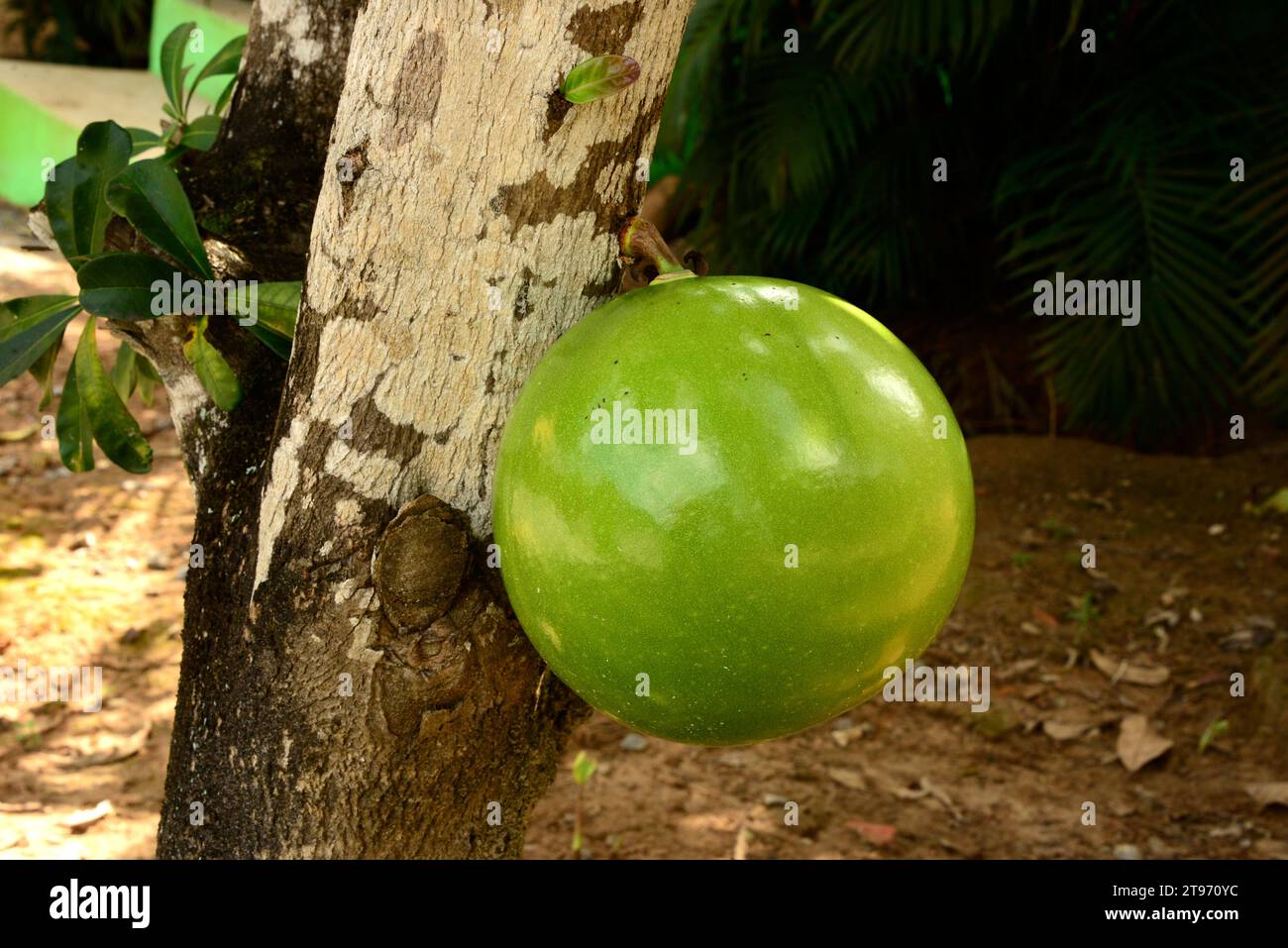 Calabash tree or cuite (Crescentia cujete) is a tree that produce very big fruits calleds bule, guaje, jicara or tecomate. The fruit is used to make c Stock Photo