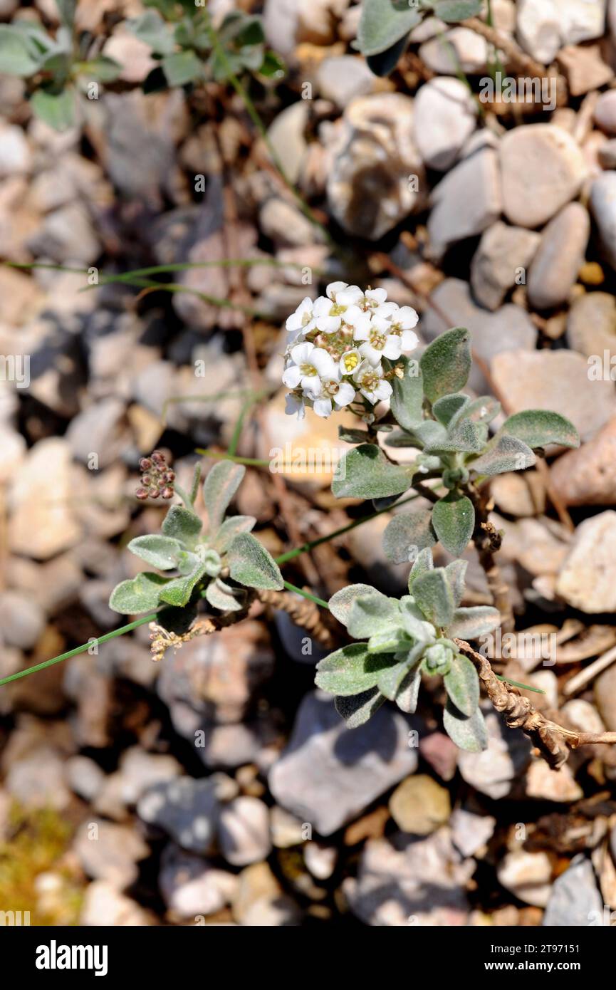 Hormathophylla reverchonii is a perennial herb endemic of Sierras de Cazorla and Segura, Jaen, Andalusia, Spain. Stock Photo