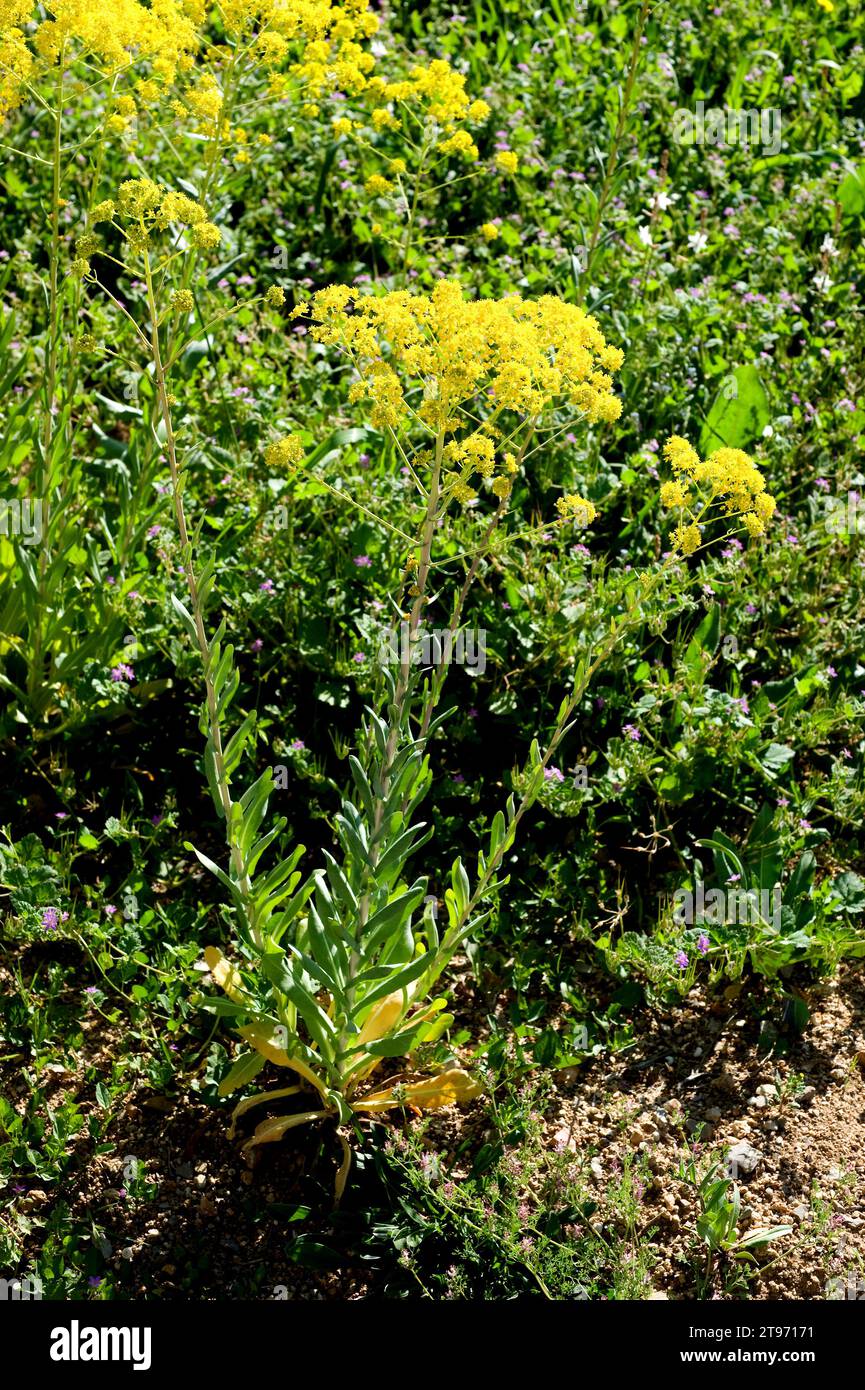 Woad (Isatis tinctoria) is an herb native to Asia but naturalized in Europe and North America; its leaves produced a blue dye. Stock Photo