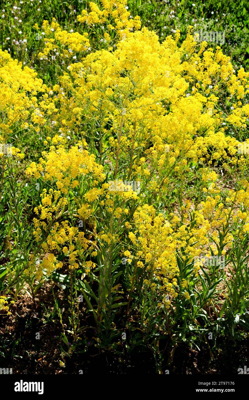 Woad (Isatis tinctoria) is an herb native to Asia but naturalized in Europe and North America; its leaves produced a blue dye. Stock Photo
