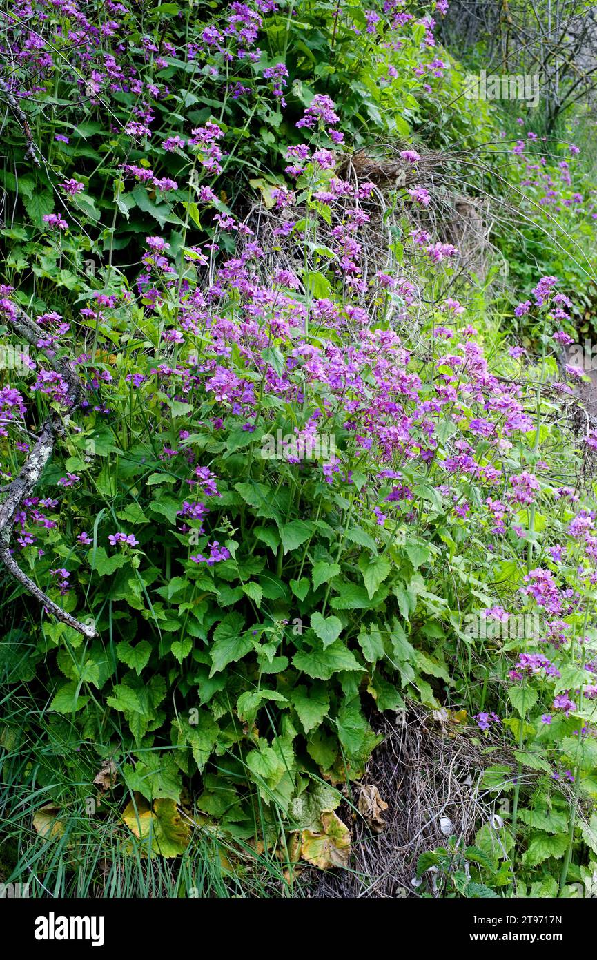 Annual honesty (Lunaria annua) is an annual herb native to Balkans but naturalized in more temperate regions of the world. This photo was taken in Rup Stock Photo