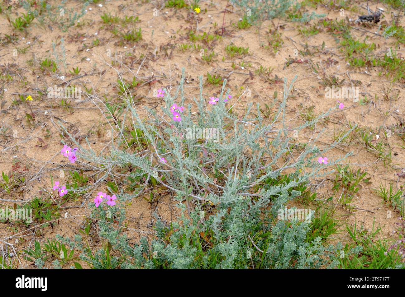 Malcolmia littorea is a perennial herb native to west Mediterranean region. This photo was taken in Huelva coast, Andalusia, Spain. Stock Photo